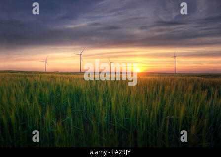 Paesaggio rurale. HDR foto del tramonto sul verde campo in estate. Foto Stock