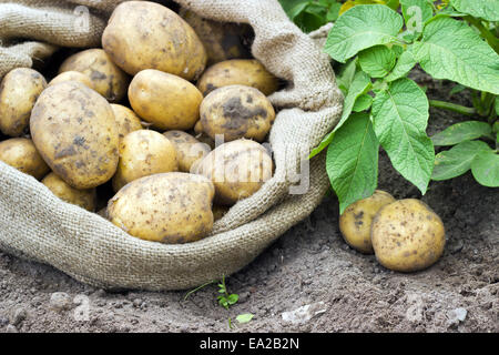 Borsa con prodotti freschi e di patate gialle Foto Stock