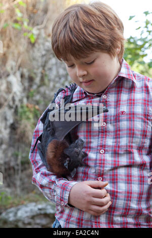 Flying Fox hanging off un ragazzo al centro bat 'Noctalis', Bad Segeberg, Schleswig-Holstein, Germania Foto Stock