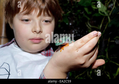 Ragazzo giovane nella bat center 'Noctalis', Bad Segeberg, Schleswig-Holstein, Germania Foto Stock