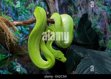 Green Tree python (Morelia viridis) al centro bat 'Noctalis', Bad Segeberg, Schleswig-Holstein, Germania Foto Stock