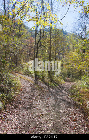 Percorso boschiva a gruppi che offre due scelte su dove andare e una strada ad alta o a bassa road Foto Stock