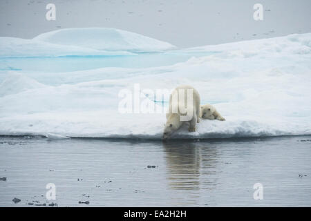 Orso polare madre & cub, Ursus maritimus, giocando su un iceberg, Isola Baffin, Artico Canadese. Foto Stock