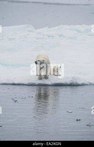 Orso polare madre & cub, Ursus maritimus, giocando su un iceberg, Isola Baffin, Artico Canadese. Foto Stock