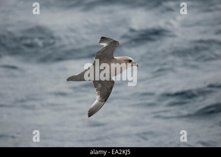 Blue Morph Fulmar settentrionale, Fulmarus glacialis, in volo vicino Isola Baffin, Artico Canadese. Foto Stock