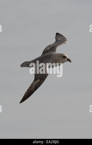 Blue Morph Fulmar settentrionale, Fulmarus glacialis, in volo vicino Isola Baffin, Artico Canadese. Foto Stock