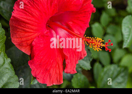 Close-up di un rosso brillante di fiori di ibisco, Foto Stock