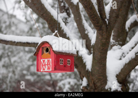 Uccello Rosso casa appeso all'aperto in inverno sugli alberi coperti di neve Foto Stock