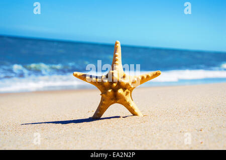 Stella di mare sulla spiaggia. Vacanza immagine concettuale. Foto Stock