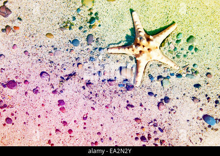 Colorfull stella di mare sulla spiaggia. Vacanza immagine concettuale. Foto Stock