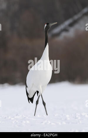 Giapponese rosso aka coronata gru su un campo nevoso vicino Akan su Hokkaido, Giappone Foto Stock