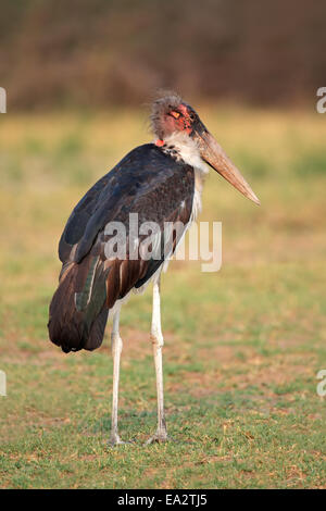Una marabou stork (Leptoptilos crumeniferus) in habitat naturale, Sud Africa Foto Stock