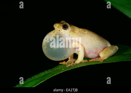 Verniciato maschio reed (rana Hyperolius marmoratus) chiamate durante la notte, Sud Africa Foto Stock