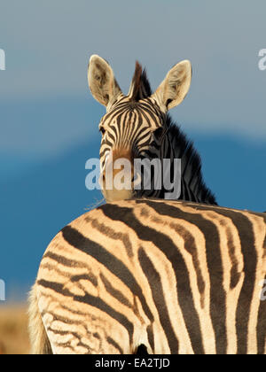 Ritratto di una pianura (Burchells) Zebra (Equus burchelli), Sud Africa Foto Stock