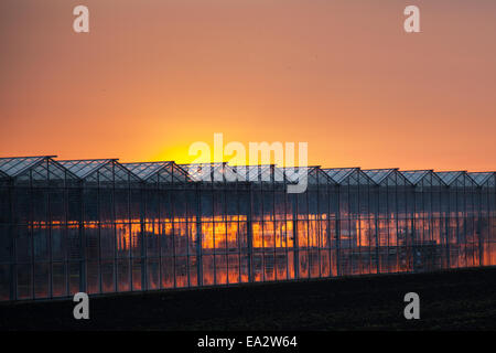 Vetro della finestra con tramonto distorto a Southport, Merseyside, Regno Unito. Novembre 2014. Meteo Regno Unito. "Cielo rosso al mattino, il pastore presta attenzione"  serre illuminate con il sole nascente all'alba. Inizia con un'intensa luce di sole dopo una fredda notte a Moss Lane, Hesketh Bank, parte del "Salad Bowl" del nord-ovest. Foto Stock