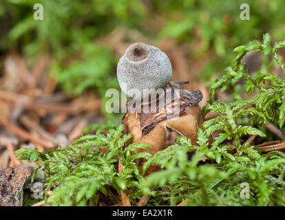 Radiati earthstar fungo Foto Stock