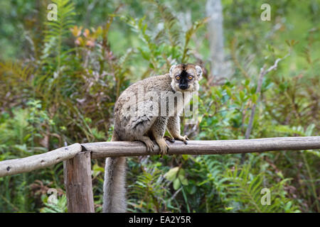 Rosso fiammante lemure marrone (il Eulemur Rufus), Andasibe-Mantadia National Park, Madagascar, Africa Foto Stock