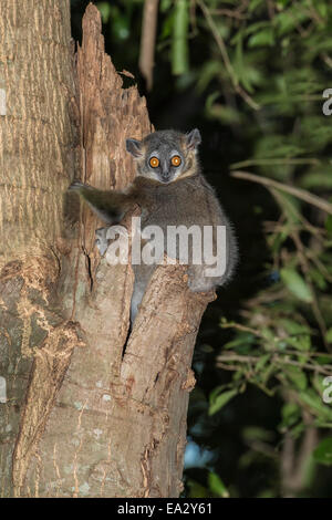 Bianco-footed lemure sportive (Lepilemur leucopus), Berenty Riserva Naturale, Fort Dauphin, provincia di Toliara, Madagascar, Africa Foto Stock