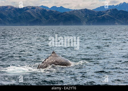 Sperma balena immersioni subacquee, Kaikoura, South Island, in Nuova Zelanda, Pacific Foto Stock