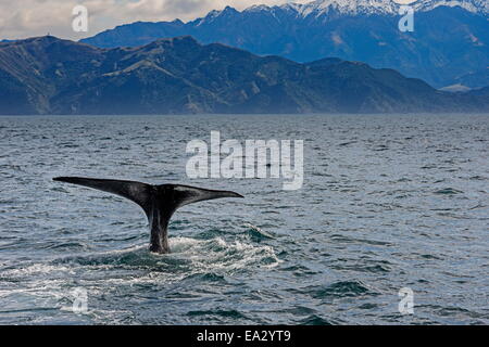 Fluke di sperma balena immersioni subacquee, Kaikoura, South Island, in Nuova Zelanda, Pacific Foto Stock