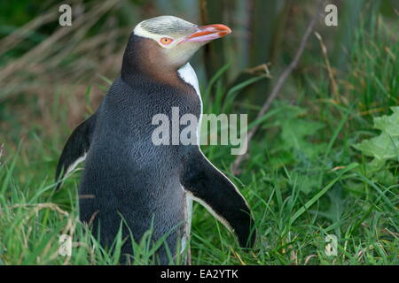 Giallo-eyed penguin (Megadyptes antipodes), Dunedin, Otago, South Island, in Nuova Zelanda, Pacific Foto Stock