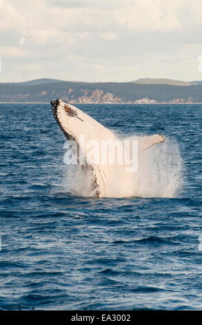 Humpback Whale (Megaptera novaeangliae) violare, Hervey Bay, Queensland, Australia Pacific Foto Stock