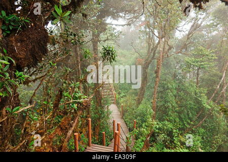 La foresta di muschio, Gunung Brinchang, Cameron Highlands, Pahang, Malaysia, Asia sud-orientale, Asia Foto Stock