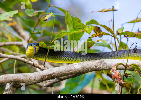 Un adulto tree australiano di snake, sulle rive del Fiume Daintree, Daintree foresta di pioggia, Queensland, Australia Foto Stock