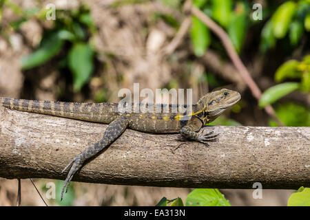 Adulto acqua orientale dragon (Intellagama lesueurii lesueurii), il Fiume Daintree, Daintree foresta di pioggia, Queensland, Australia Foto Stock