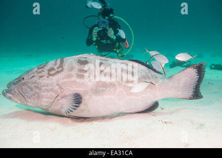 Sommozzatore fotografare grandi cernie, Bahamas, West Indies, America Centrale Foto Stock