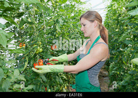 Giovane donna raccolta di pomodori in una serra, Esslingen, Baden Wurttemberg, Germania, Europa Foto Stock