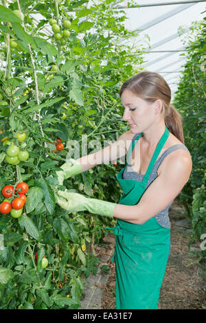 Giovane donna raccolta di pomodori in una serra, Esslingen, Baden Wurttemberg, Germania, Europa Foto Stock