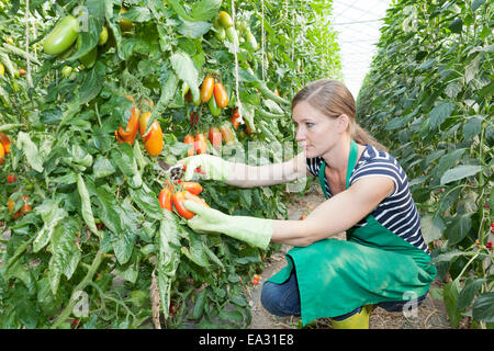 Giovane donna raccolta di pomodori in una serra, Esslingen, Baden Wurttemberg, Germania, Europa Foto Stock