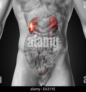 Reni - Maschio anatomia di organi umani - vista ai raggi x Foto Stock