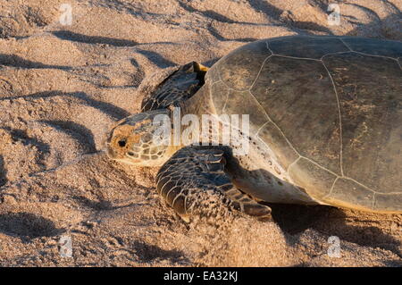Tartaruga Verde, Ras Al Jinz, Oman. Foto Stock