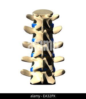La colonna lombare - Vista posteriore / Vista posteriore Foto Stock