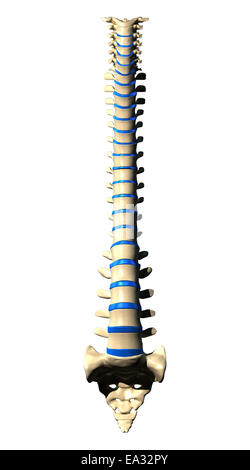 Le vertebre della colonna vertebrale - Vista anteriore / vista frontale Foto Stock