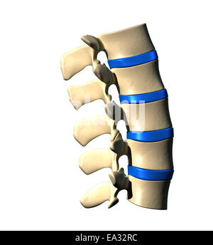 La colonna lombare - Vista laterale / vista laterale Foto Stock