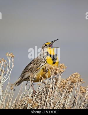 Western Meadowlark (Sturnella neglecta), Antelope Island State Park, Utah, Stati Uniti d'America, America del Nord Foto Stock