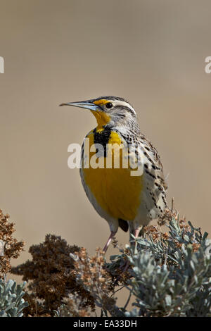 Western Meadowlark (Sturnella neglecta), Antelope Island State Park, Utah, Stati Uniti d'America, America del Nord Foto Stock