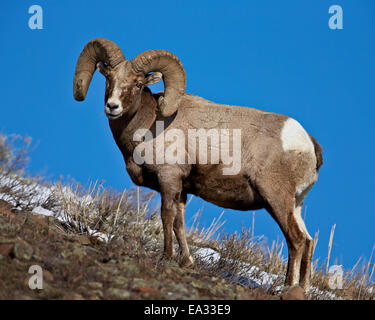 Bighorn (Ovis canadensis) ram nella neve, il Parco Nazionale di Yellowstone, Wyoming negli Stati Uniti d'America, America del Nord Foto Stock