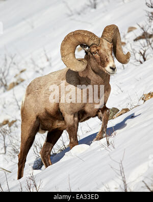 Bighorn (Ovis canadensis) ram nella neve, il Parco Nazionale di Yellowstone, Wyoming negli Stati Uniti d'America, America del Nord Foto Stock