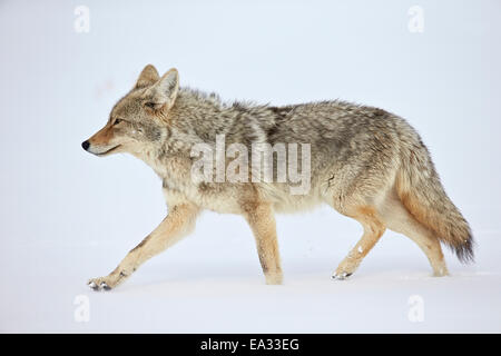 Coyote (Canis latrans) in esecuzione attraverso la neve, il Parco Nazionale di Yellowstone, Wyoming negli Stati Uniti d'America, America del Nord Foto Stock