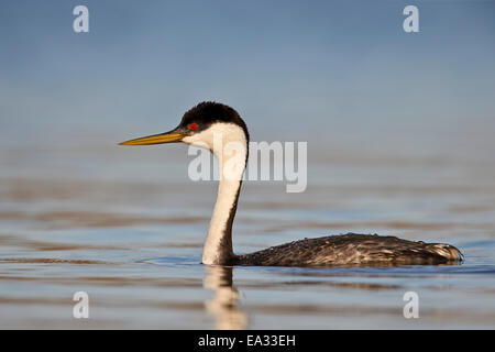 Western svasso (Aechmophorus occidentalis) nuoto, Tonto National Forest, Arizona, Stati Uniti d'America, America del Nord Foto Stock