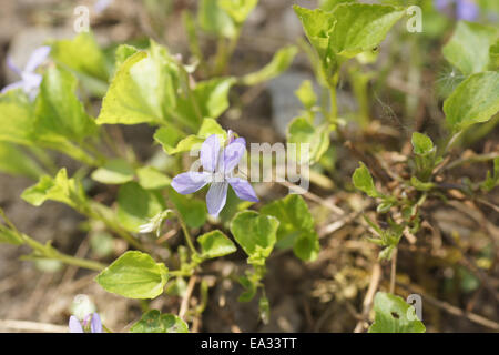 Viola di labrador Foto Stock