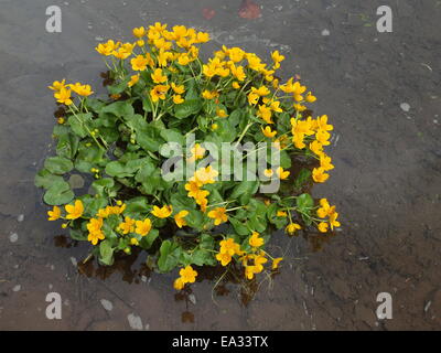 Kingcup, marsh calendula, Caltha palustris Foto Stock