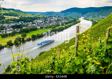 La nave di crociera passando un vigneto in Muehlheim,, Valle della Mosella, Renania-Palatinato, Germania, Europa Foto Stock