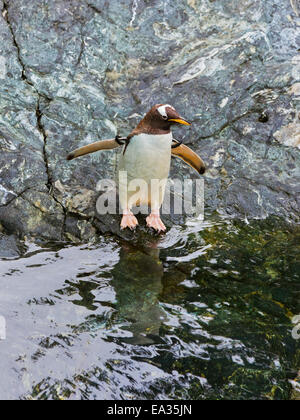 Pinguino Foto Stock