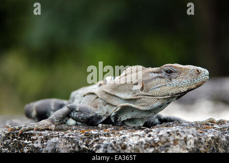 Spinosa nero-tailed Iguana Foto Stock