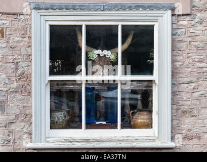 Una vetrina di una drogheria a Hay-on-Wye, Herefordshire, Regno Unito, presenta una testa di toro cornuto che indossa una corona di fiori Foto Stock